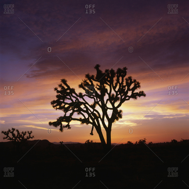 A Joshua Tree at sunset, Joshua Tree National Park, California, USA
