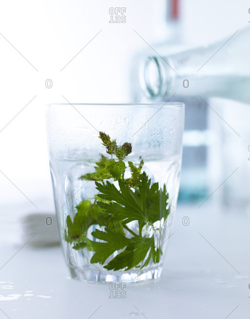 Glass of vodka with ice cubes and greens.