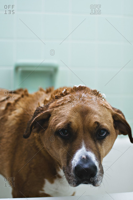 Wet dog in bathtub looking into camera