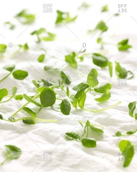 Wet pea shoots on white cloth