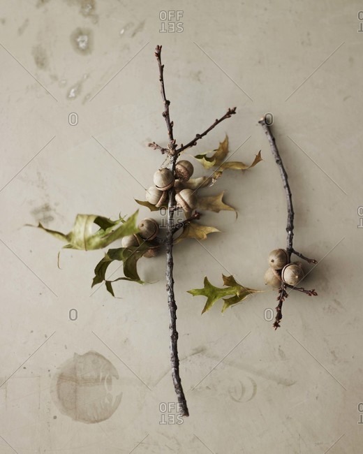Small acorns and branch