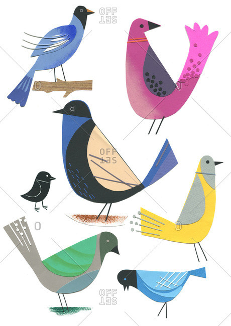 Collection of different songbirds - Offset Collection