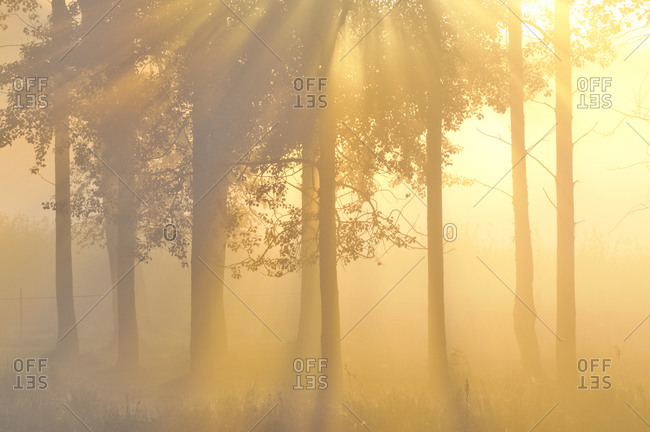 Foggy forest in sunrise - Offset
