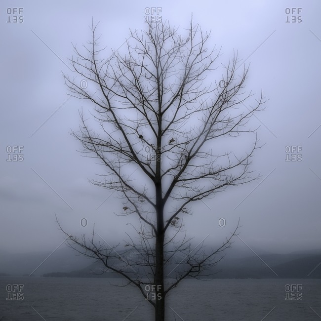 Single bare tree with grey sky