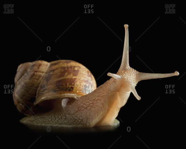 Snail and reflection - Offset Collection