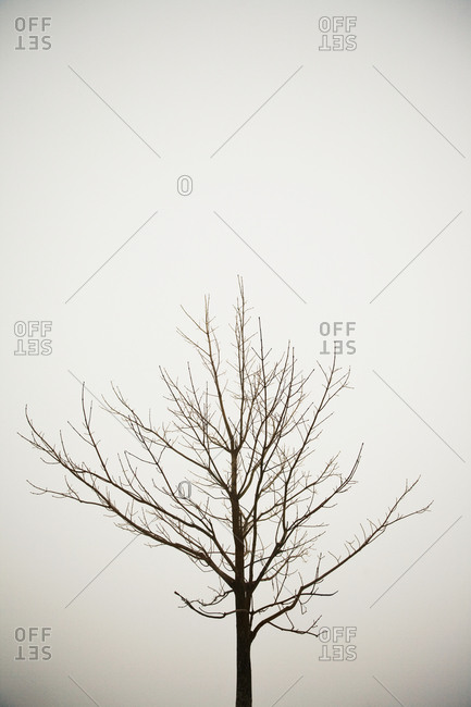 Bare tree in winter - Offset