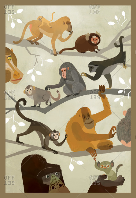 Different monkey species sitting on branches in the jungle