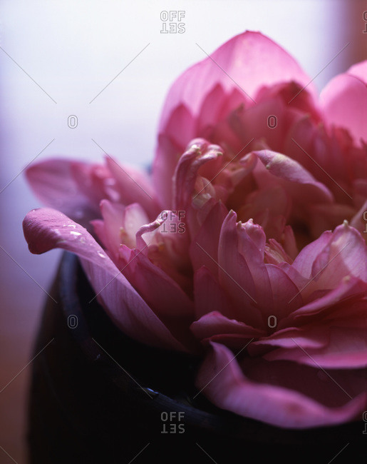 Wet pink flower head on a wooden bowl.