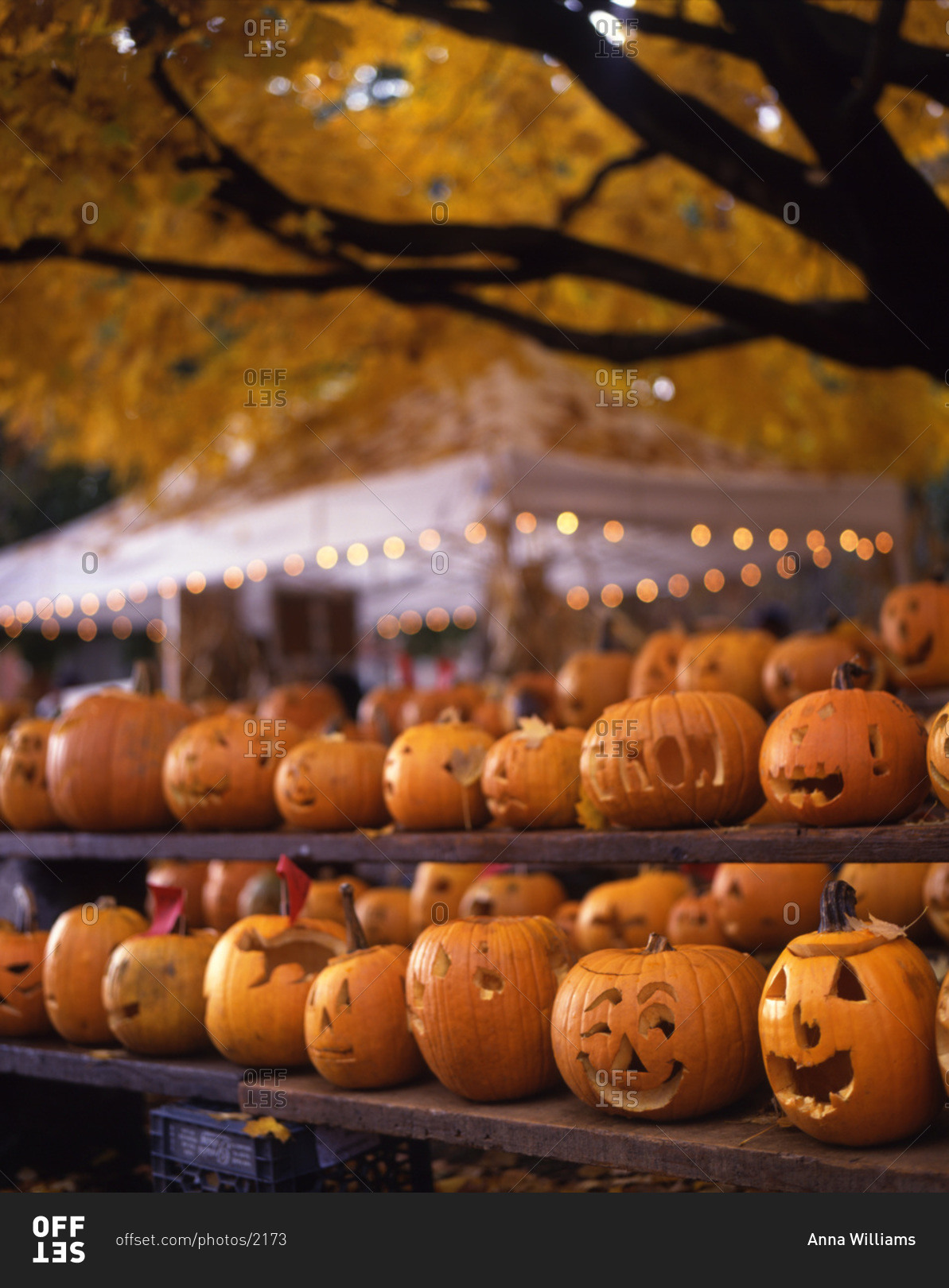 Different jacko'lanterns in row on a Halloween festival. stock photo
