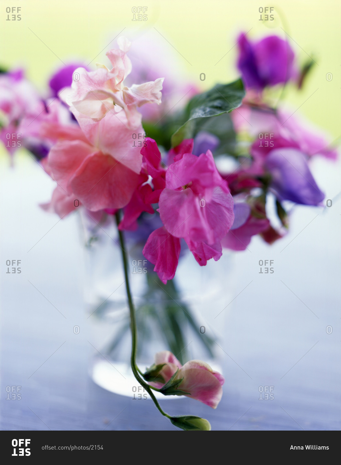 Bunch of pink flowers in a vase.