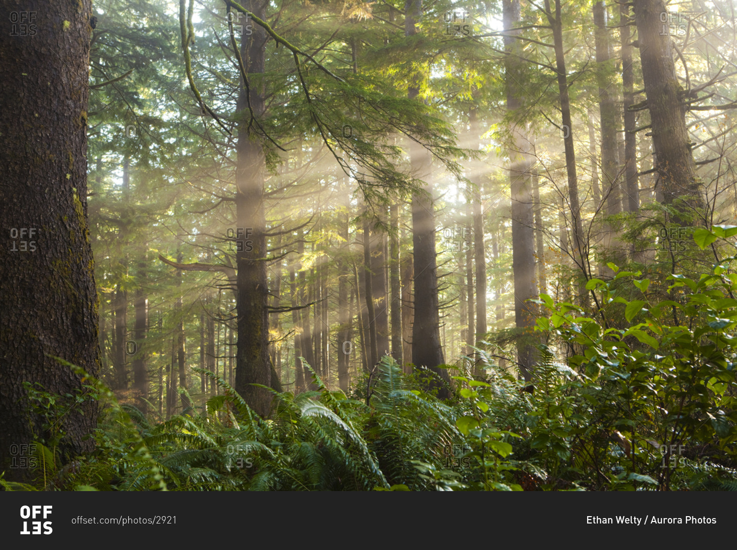 Sun rays filter through the trees along the trail to Third Beach, Olympic National Forest, Washington