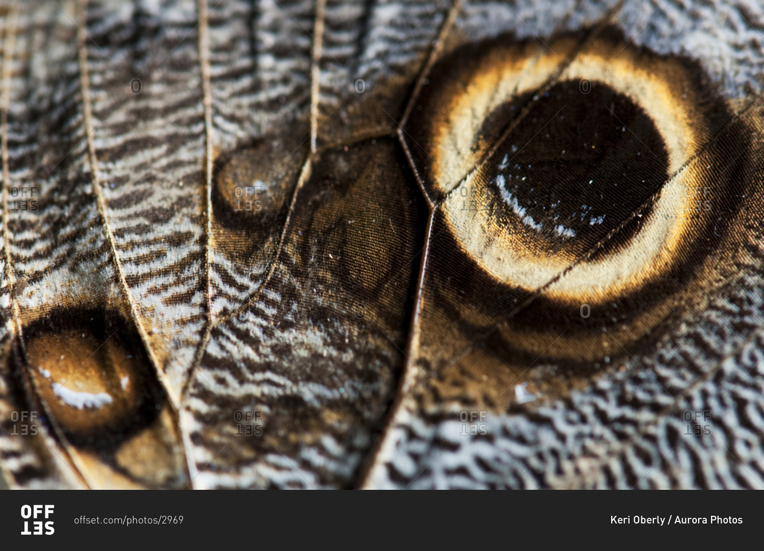 The detail of a butterfly wing is pictured in Lake Tahoe, Nevada