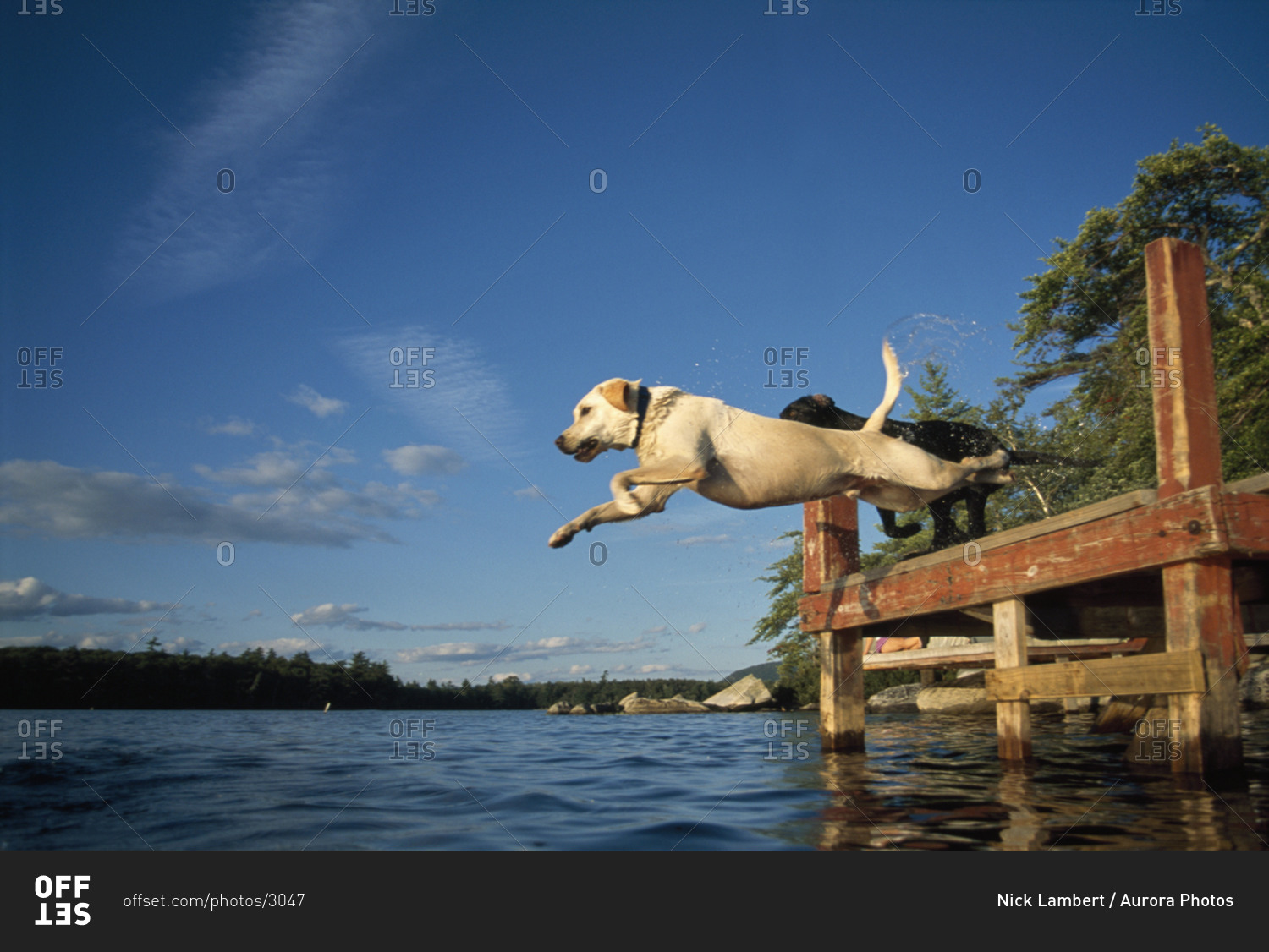 Two dog jump off a dock into a lake stock photo OFFSET