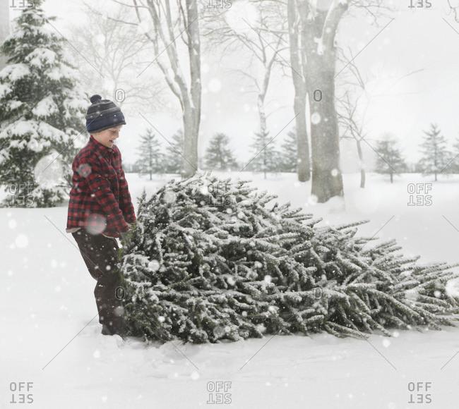 Caucasian boy dragging Christmas tree through the snow