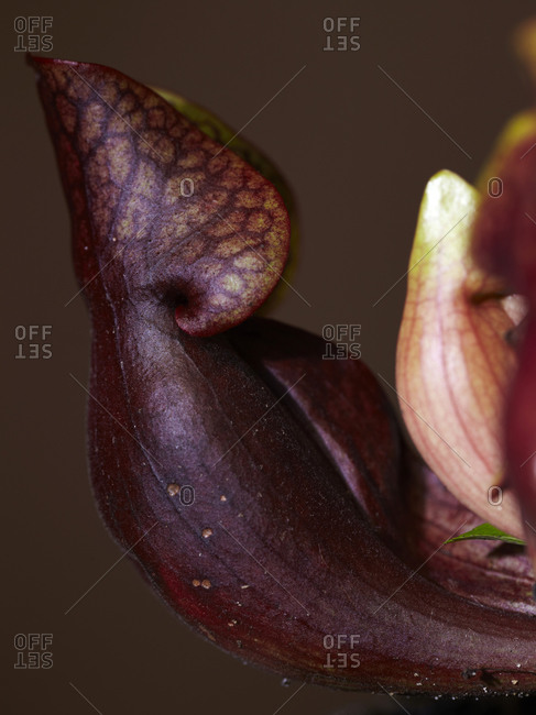Close-up of a carnivorous plant.