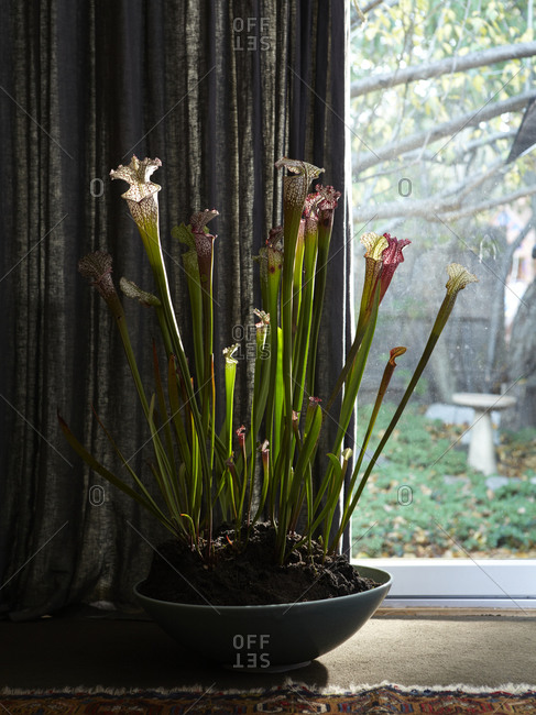 Carnivorous plant in a flower pot.