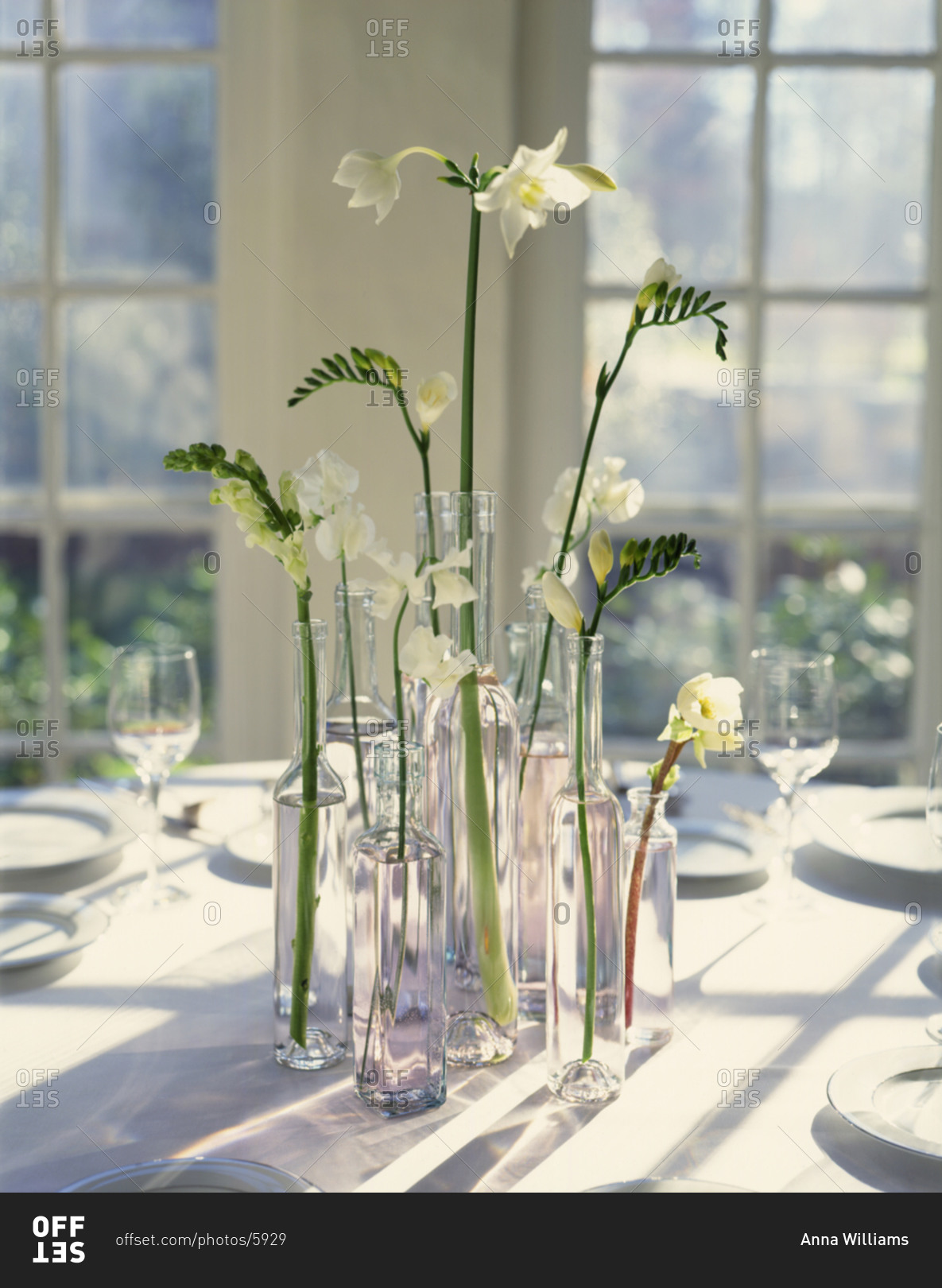 White flowers in glass vases in a sunny room