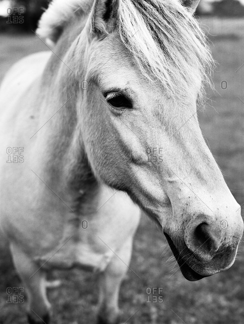 Close-up of white horse in pasture