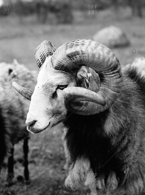 Close-up of bighorn sheep in pasture