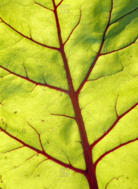 Patterns on a leaf, close-up