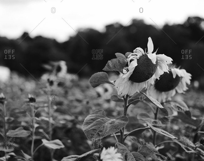 A sunflower field