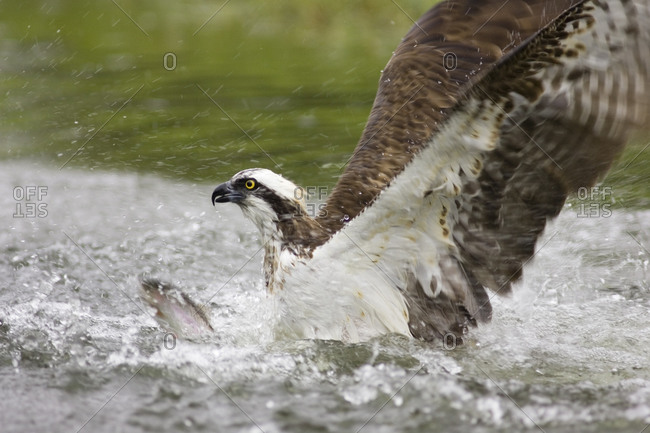 Fish hawk catching fish - Offset