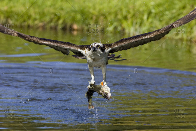 Fish hawk catching fish - Offset