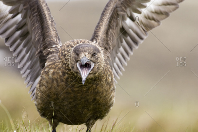 Bird of prey screaming