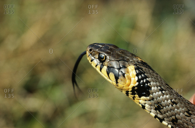 Snake with tongue out