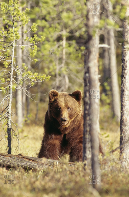 Bear walking in forest - Offset