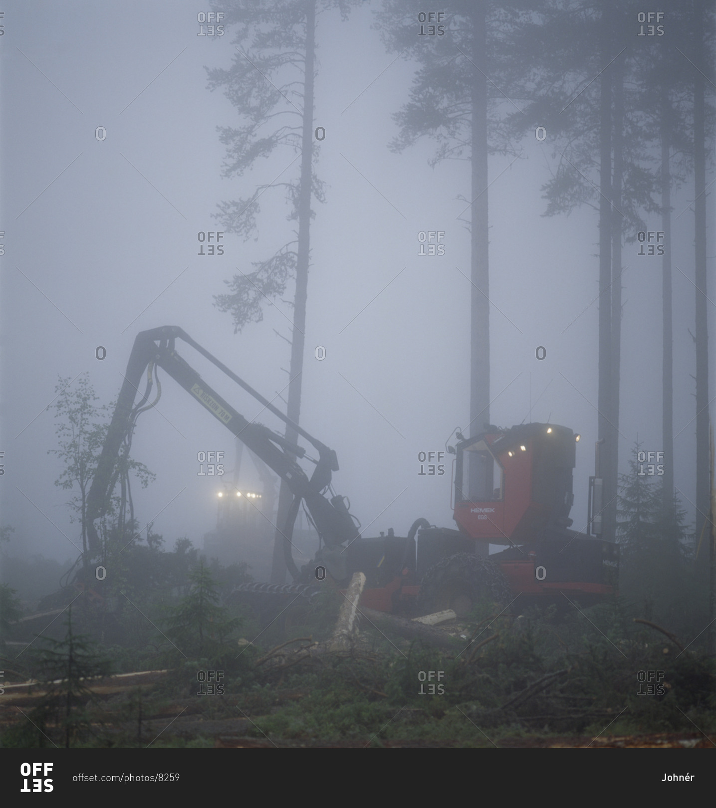 Crane in foggy forest