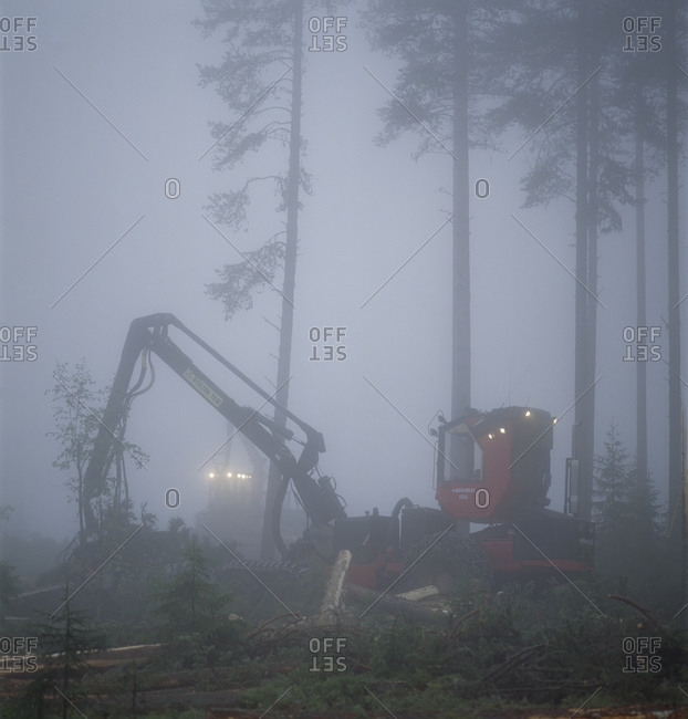 Crane in foggy forest - Offset