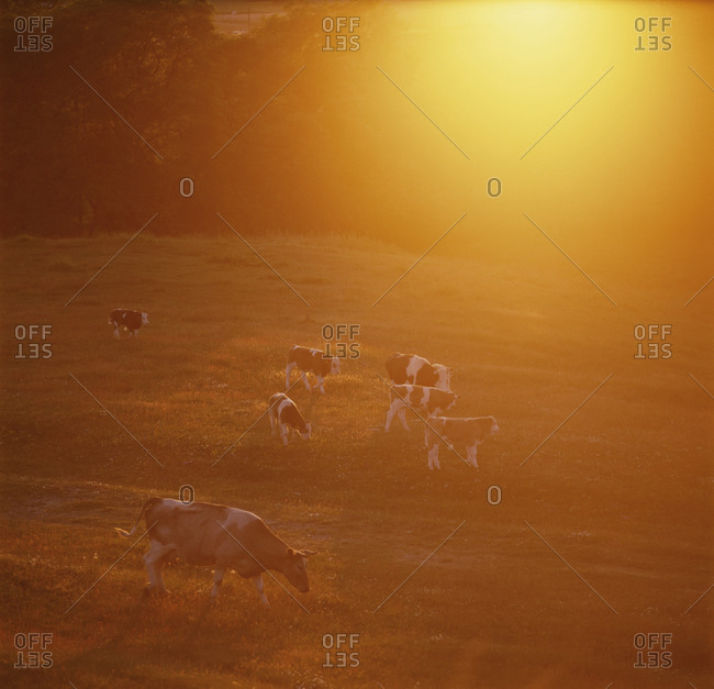 Cattle grazing at dusk - Offset