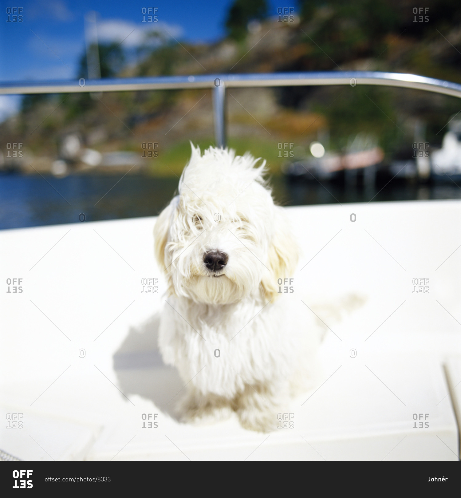 A dog on a boat, Sweden