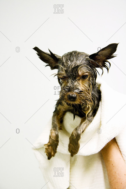 A wet dog, Sweden - Offset