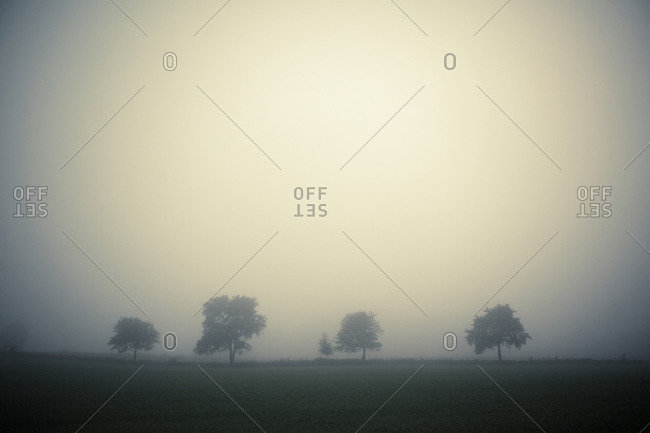 Trees in foggy field agriculture