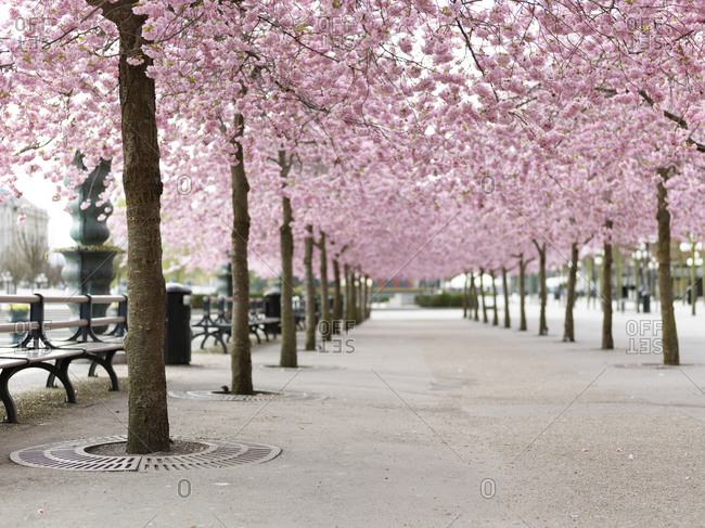 Alley tree lined with Cherry trees avenue