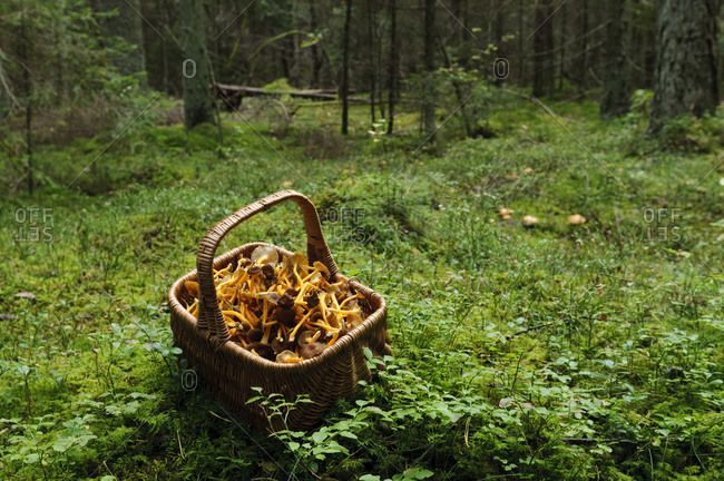 Basket full of chanterelles in forest