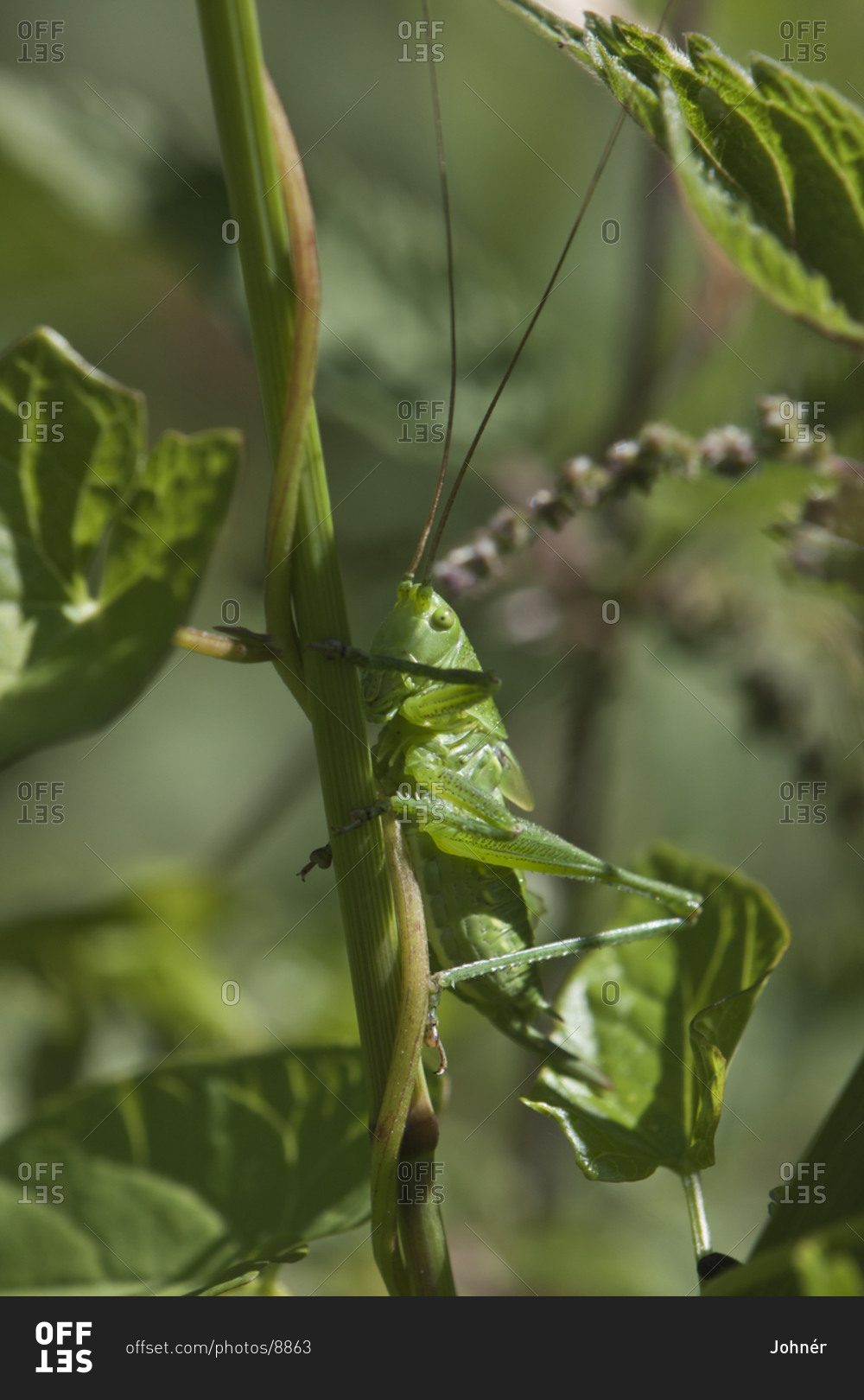 Great green bush cricket on stem camouflage