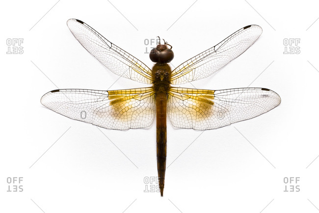 Dragon fly on white background, overhead view