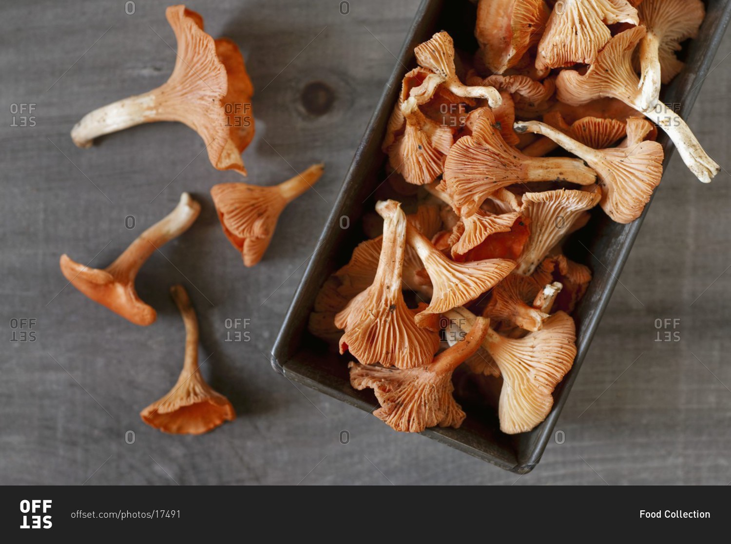 Freshly Foraged Red Chanterelles in a Tin Box