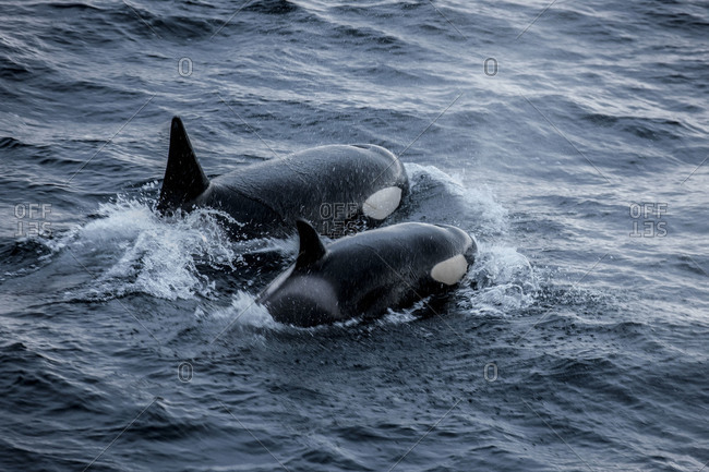 Two killer whales coming up to the surface for air while swimming