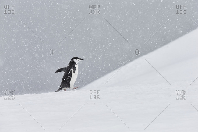 A chinstrap penguin walking on snow