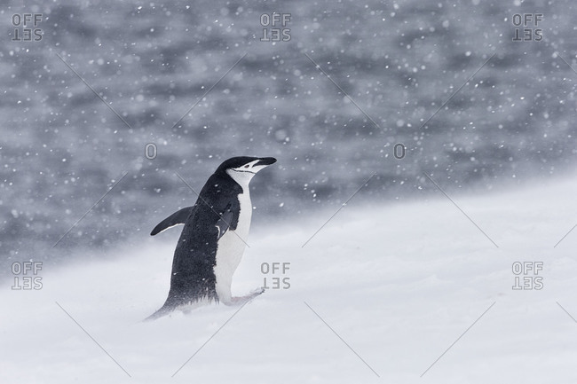 A chinstrap penguin walking on snow