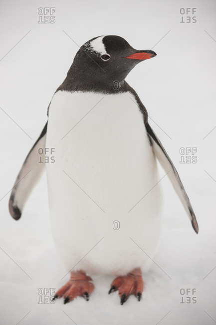 Portrait of a Gentoo penguin standing in snow