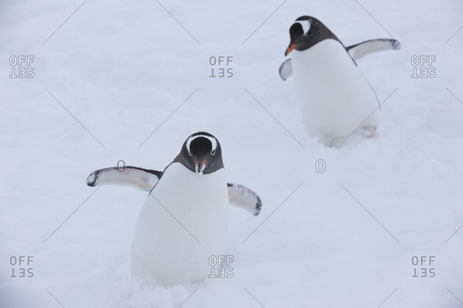 Two Gentoo penguins walking through snow