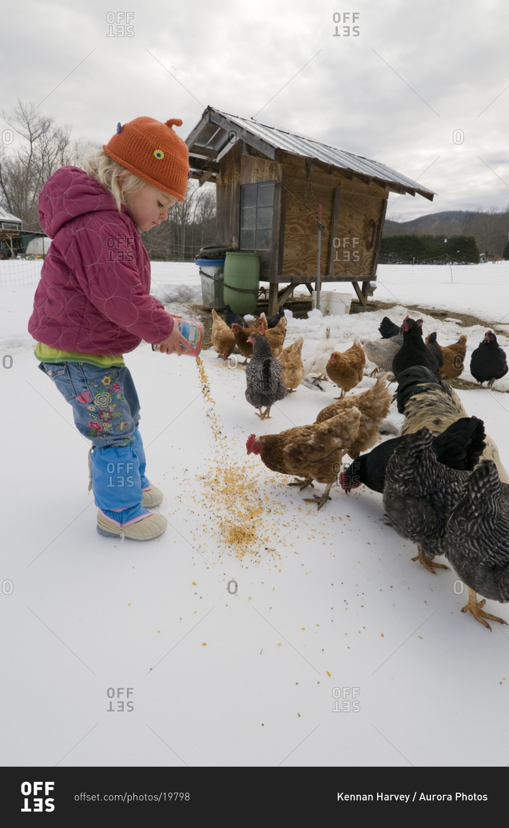 Young girl feeding chickens in winter,  Burnsville, North Carolina