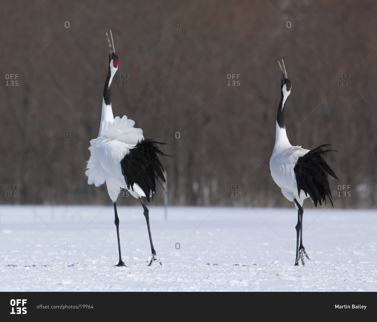 Two red-crowned cranes in mating dance in Akan, Japan