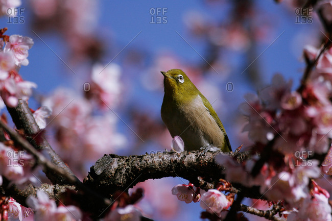 White-eye perching on blossoming tree