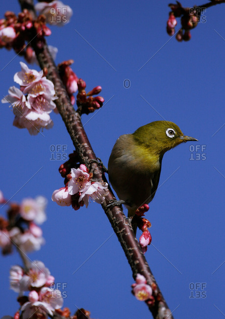 White-eye perching on blossoming sakura